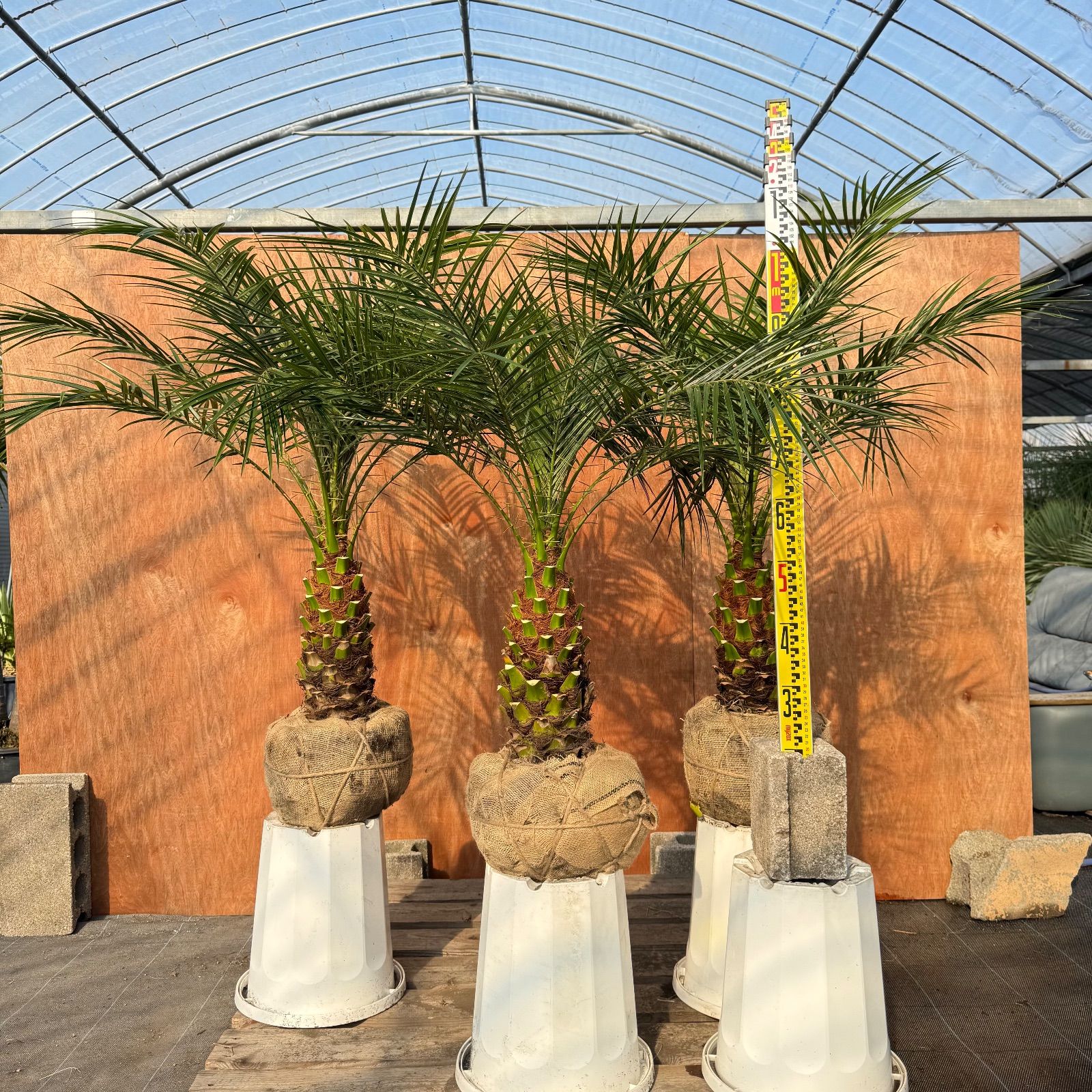 🎄クリスマス限定🎄 フェニックス・ロベレニー 3本立ち3株セット｜極太