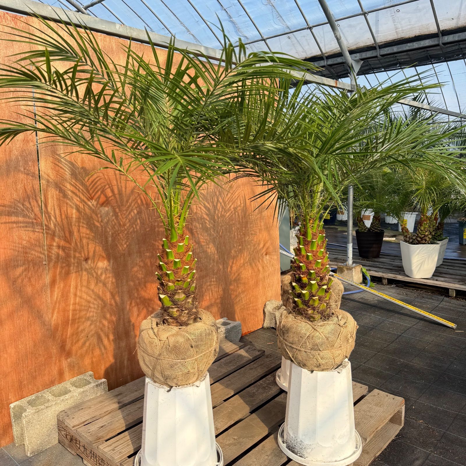 🎄クリスマス限定🎄 フェニックス・ロベレニー 3本立ち3株セット|極太 🎄クリスマス限定🎄 フェニックス・ロベレニー 3本立ち3株セット|極太