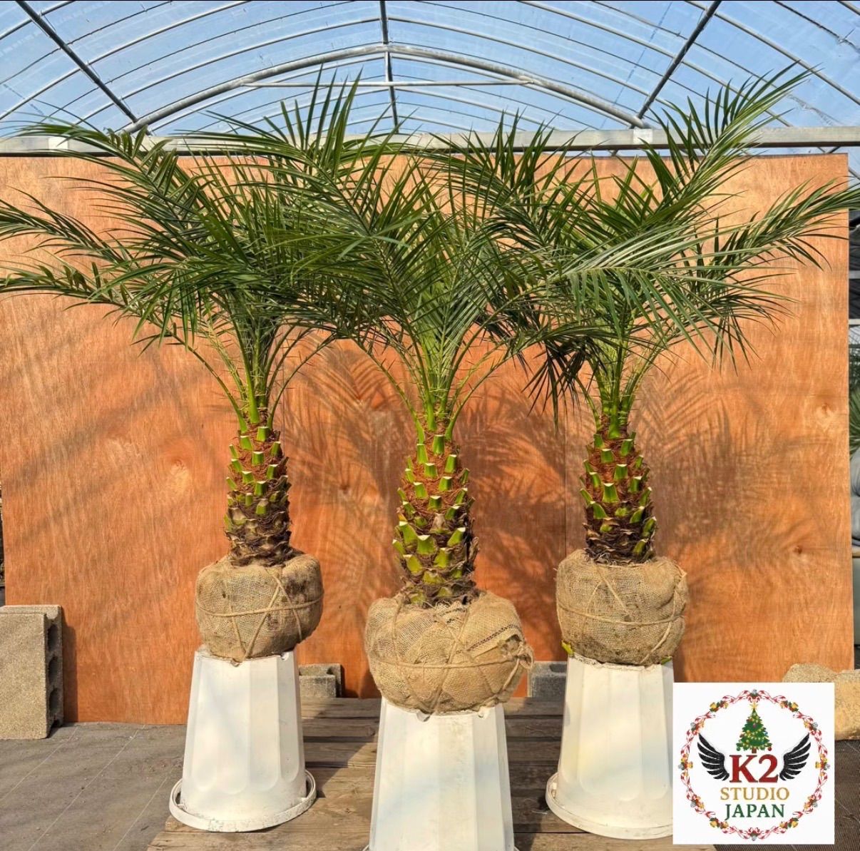 フェニックス ロベレニー 3本セット｜ 太幹｜根巻き 地植え鉢OK