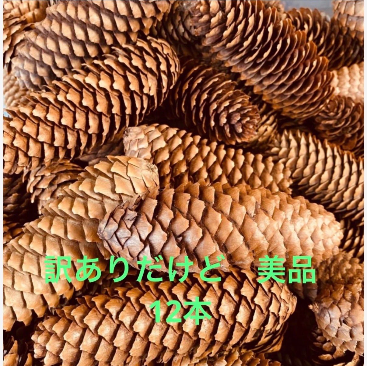 美品だけど少し訳あり 北海道産ドイツトウヒ 長い松ぼっくり 12本