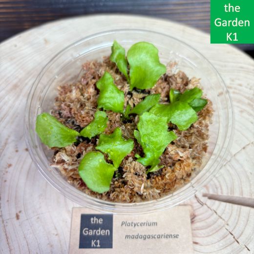 ビカクシダ】マダガスカリエンセ 幼苗 M054【コウモリラン】 - メルカリ