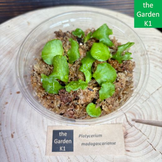 ビカクシダ】マダガスカリエンセ 幼苗 M055【コウモリラン】 - メルカリ