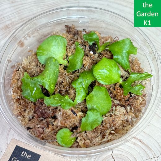 ビカクシダ】マダガスカリエンセ 幼苗 M055【コウモリラン】 - メルカリ