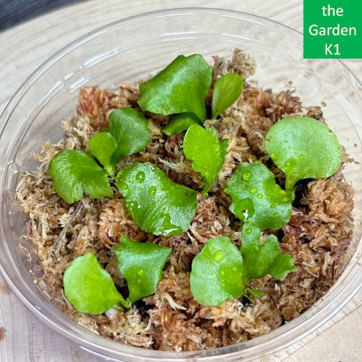 ビカクシダ】マダガスカリエンセ 幼苗 M056【コウモリラン】 - メルカリ