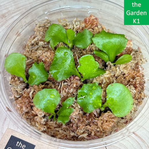 ビカクシダ】マダガスカリエンセ 幼苗 M056【コウモリラン】 - メルカリ