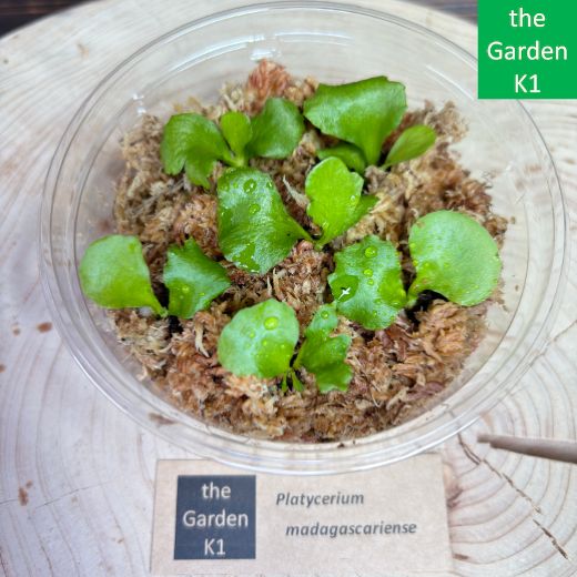 【ビカクシダ・マダガスカリエンセ】ゆうゆうメルカリ便 ビカクシダ・マダガスカリエンセ】ゆうゆうメルカリ便