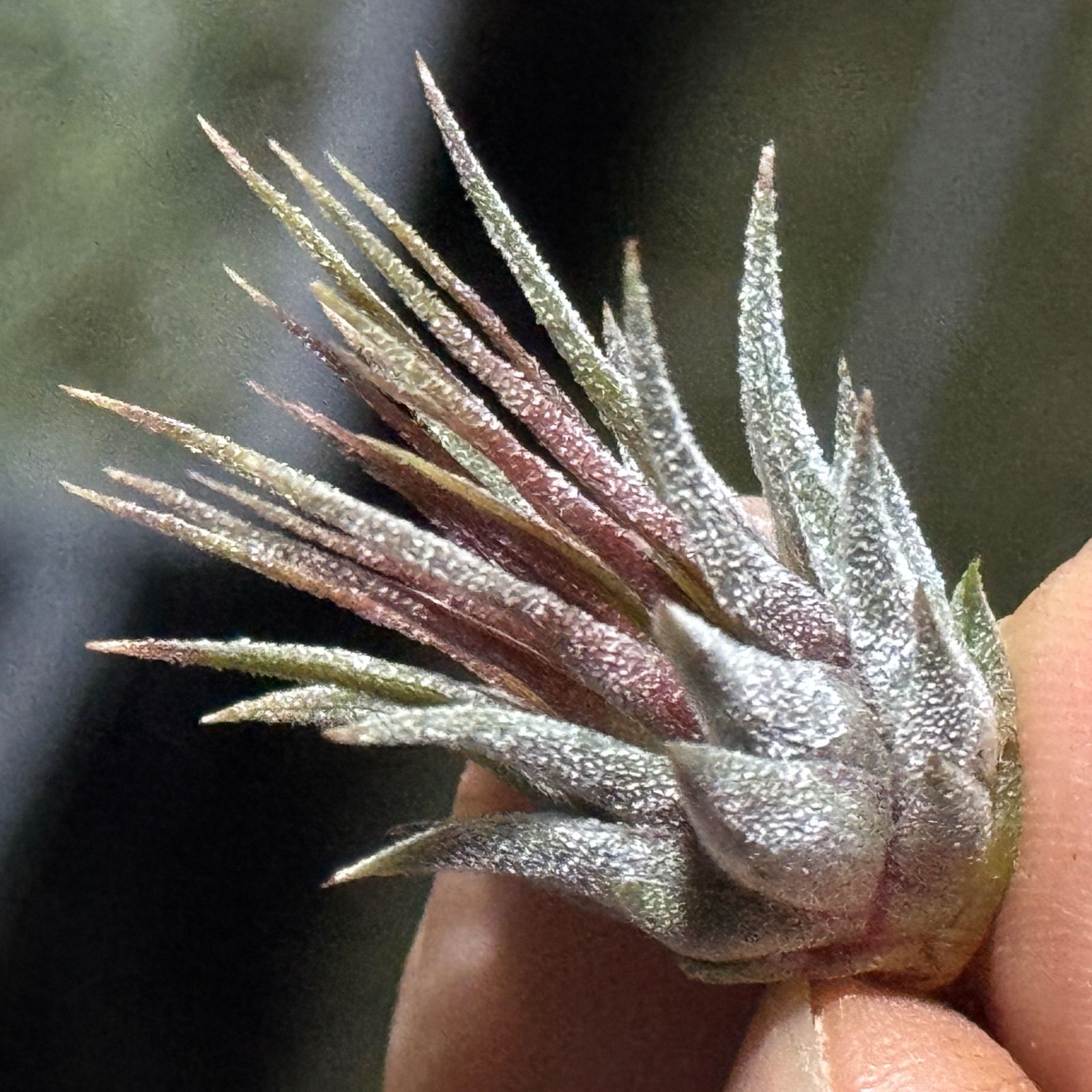 現品＊ ミニ＊ ギラギラトリコーム＊ チランジア イオナンタ ロシータ