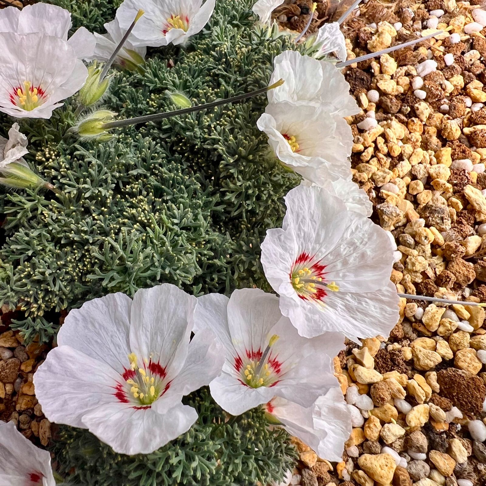 サルコカウロン ムルチフィズム 種子6粒 sarcocaulon multifidum 白花