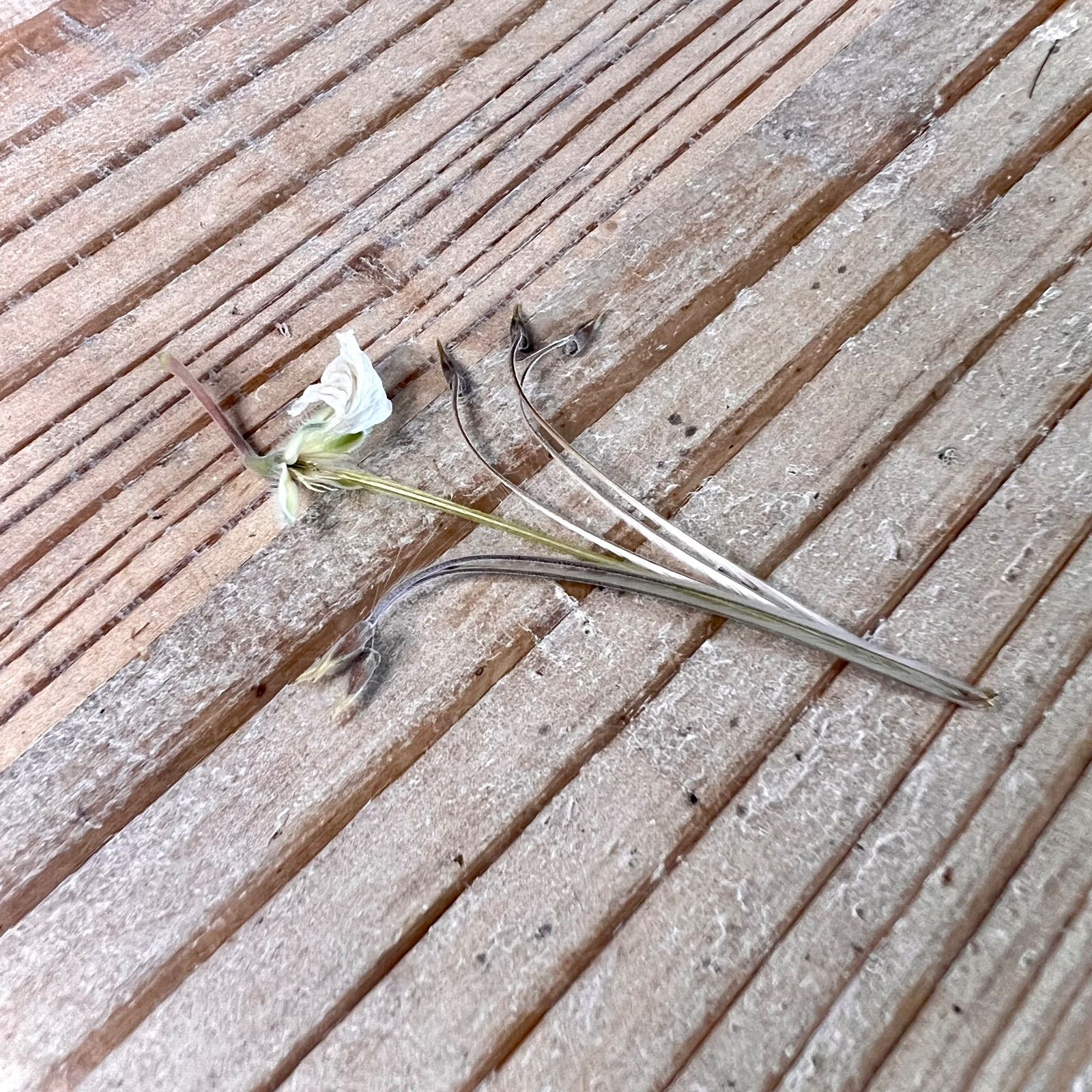 サルコカウロン　ムルチフィズム　No.001　鉢、送料込　メルカリ便 セール】サルコカウロン ムルチフィズム No.001 鉢、送料込 メルカリ便