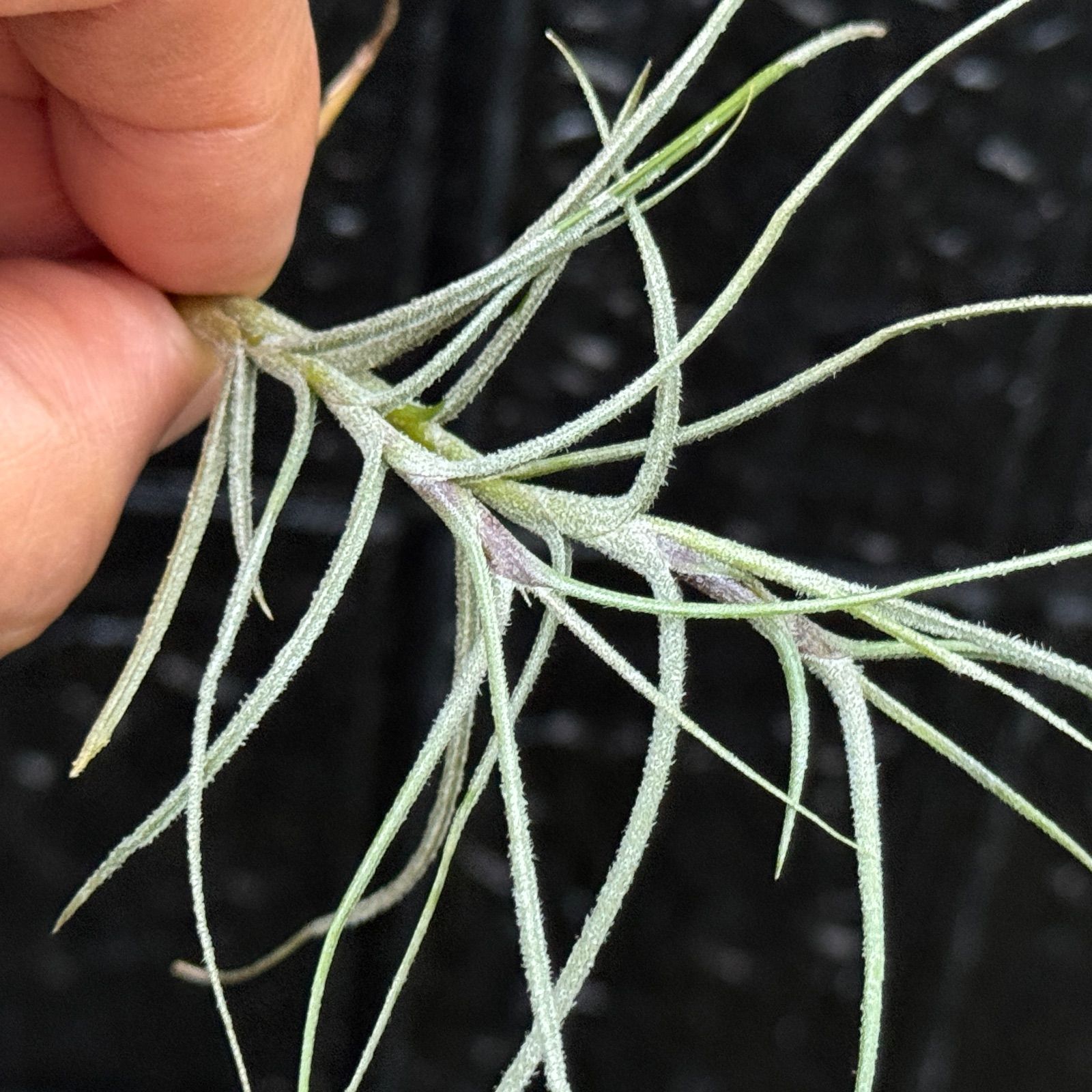 現品＊ 芳香花品種＊ 肉厚がっちり株＊ 来年開花見込株＊ チランジア