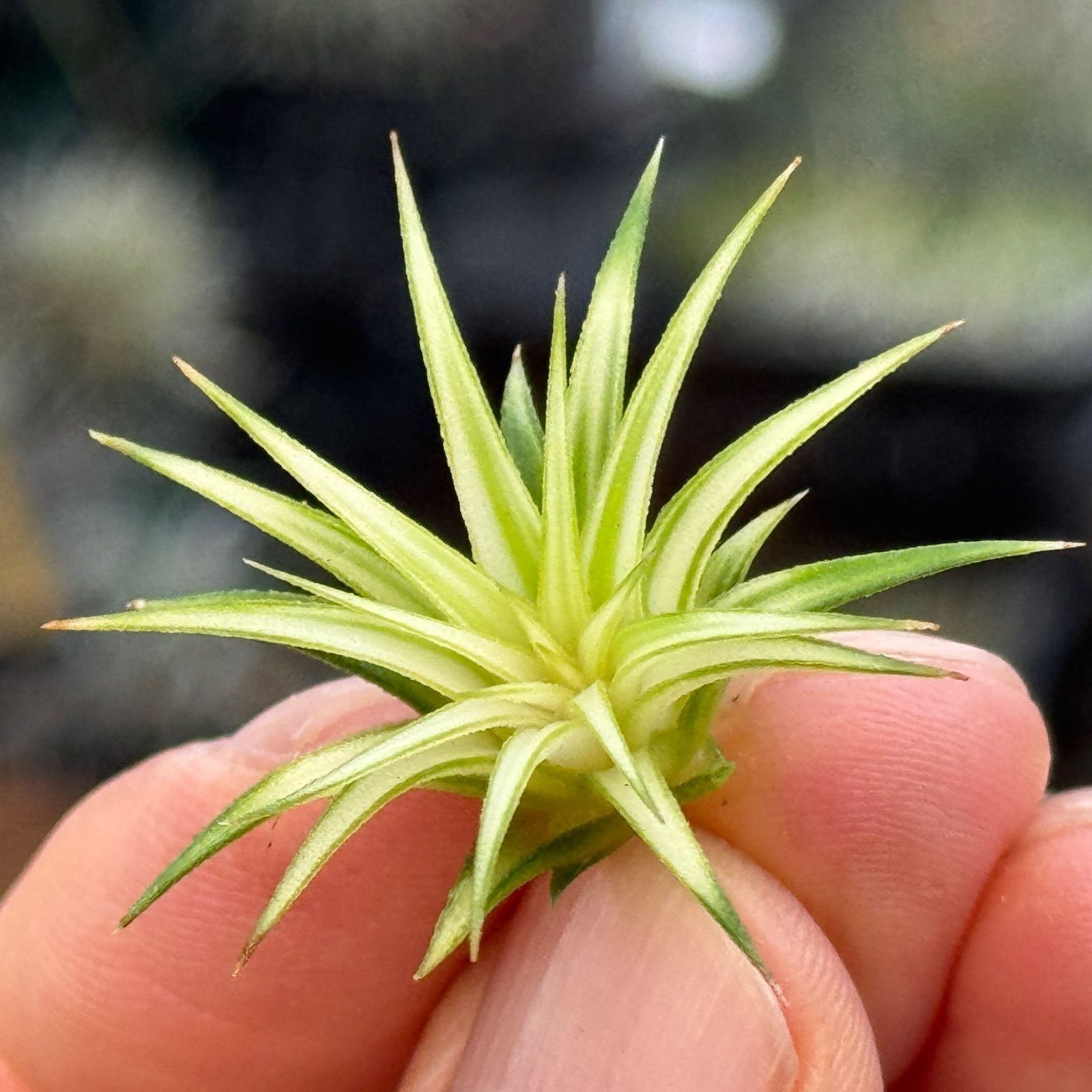 イオナンタ・アルボマージナータ　クランプ 　Tillandsia　エアープランツ イオナンタ・アルボマージナータ クランプ Tillandsia エアープランツ