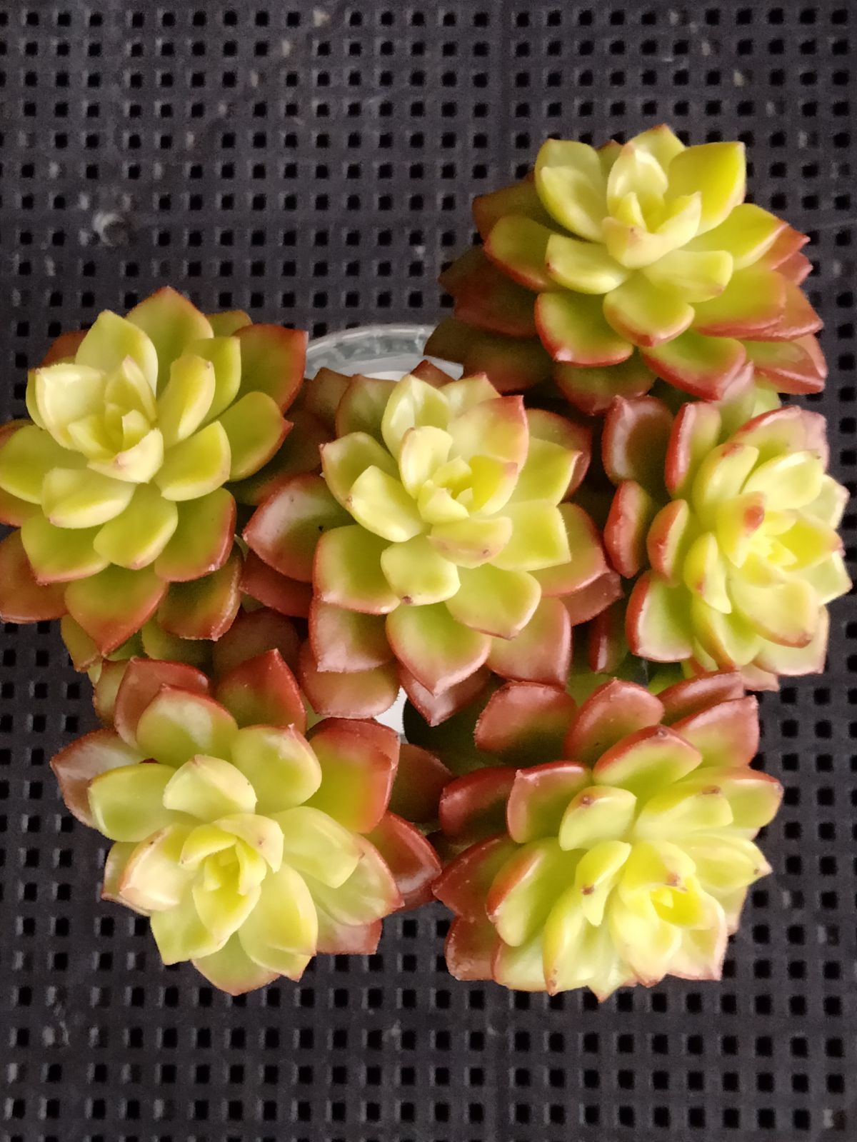 多肉植物 マジックジャムゴールド - メルカリ