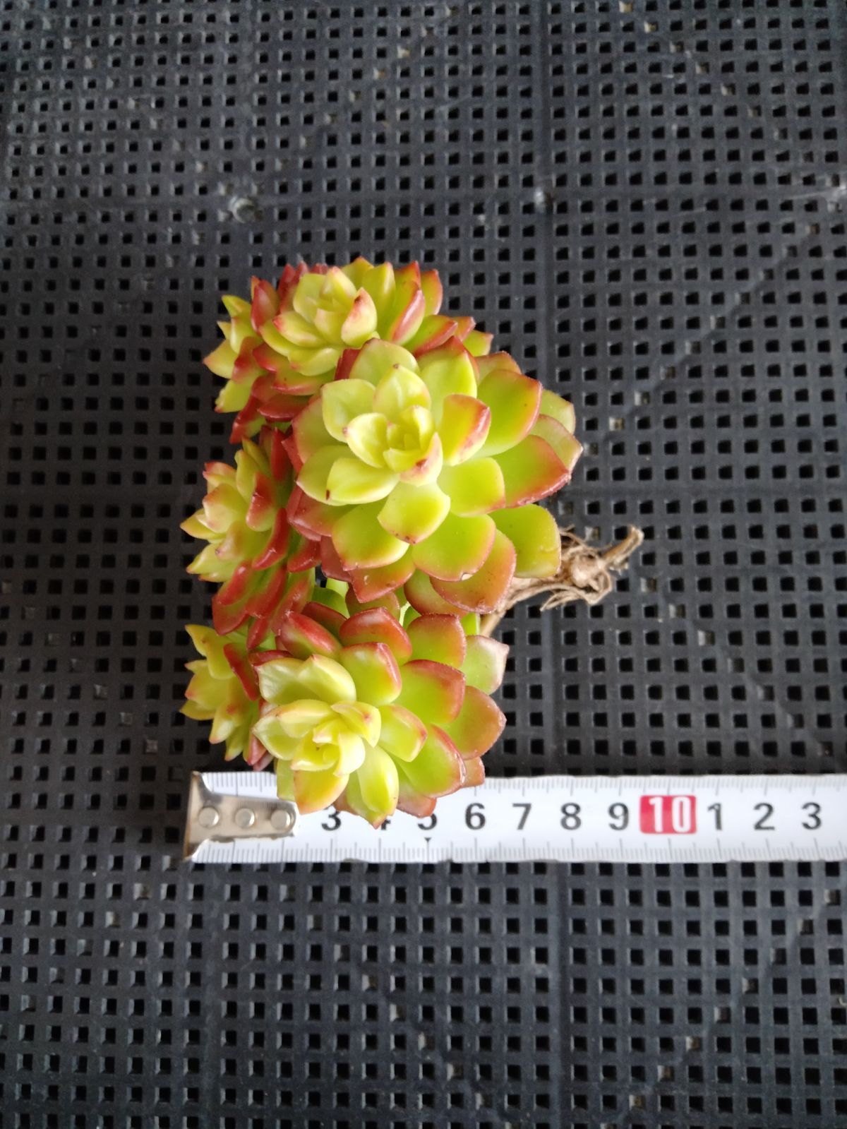 [同梱¥1380]マジックジャムゴールド　カット苗　多肉　ゆうパケットプラス発送 同梱¥1380]マジックジャムゴールド カット苗 多肉 ゆうパケットプラス発送