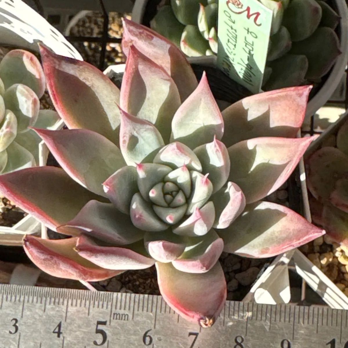 miyaさん苗❣️コロラータ(20)×チワワエンシスyecora(選)❣️札付き