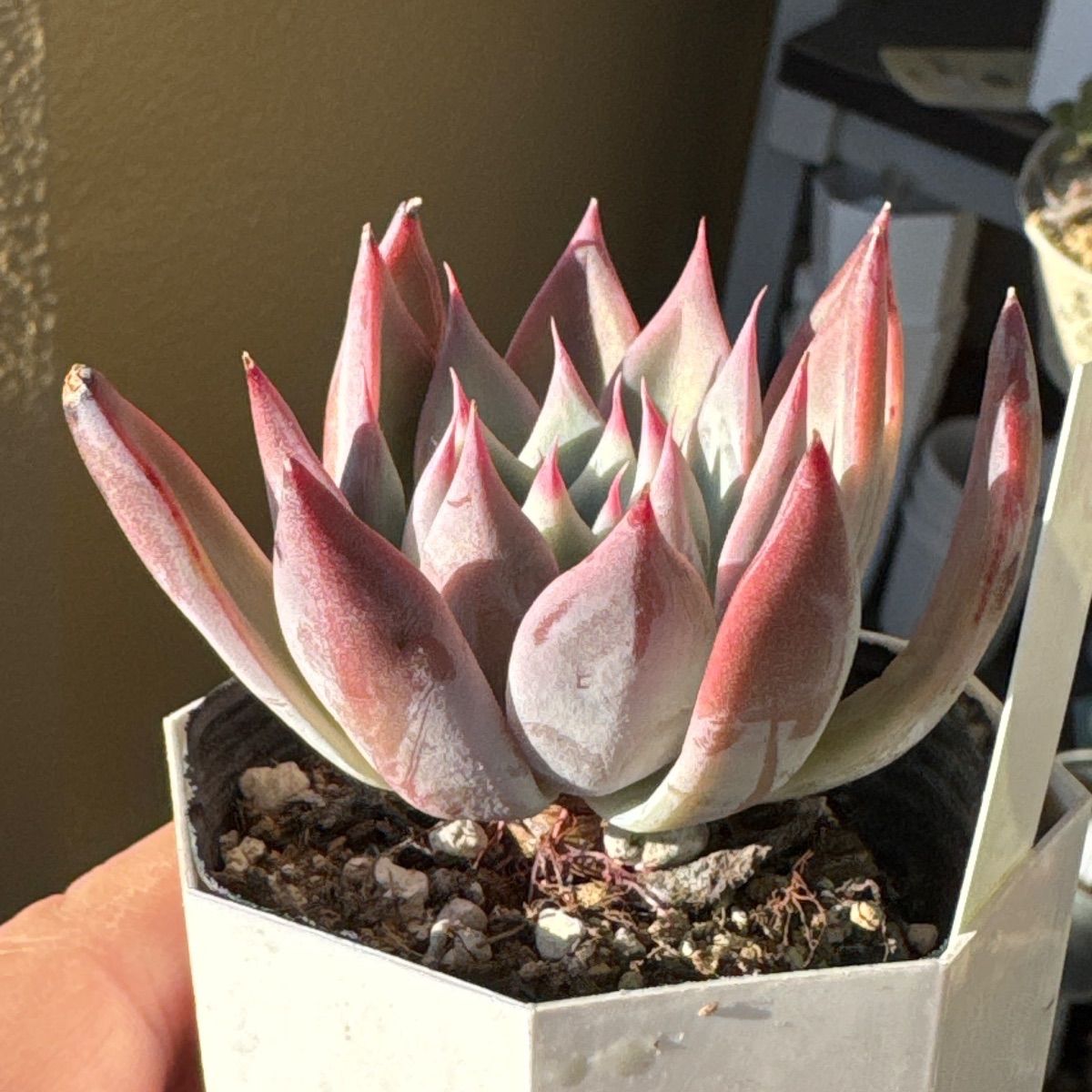 miyaさん苗❣️コロラータ(20)×チワワエンシスyecora(選)❣️札付き