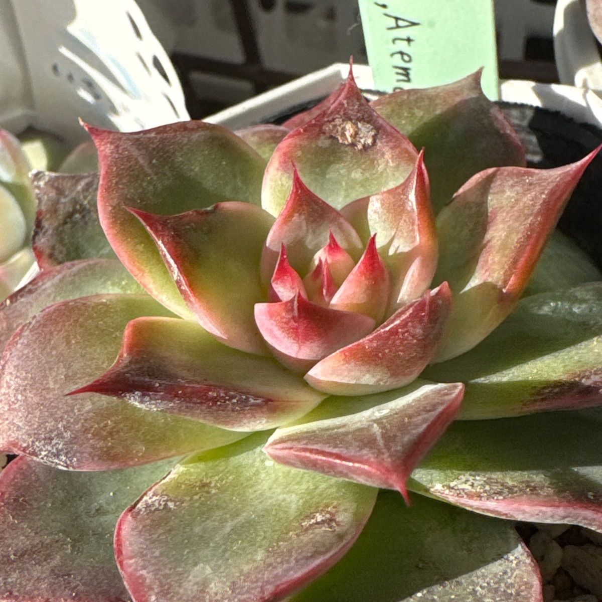 miyaさん苗❣️命名株❣️ハル×colorata.Atemajac(粉なし)❣️札付き