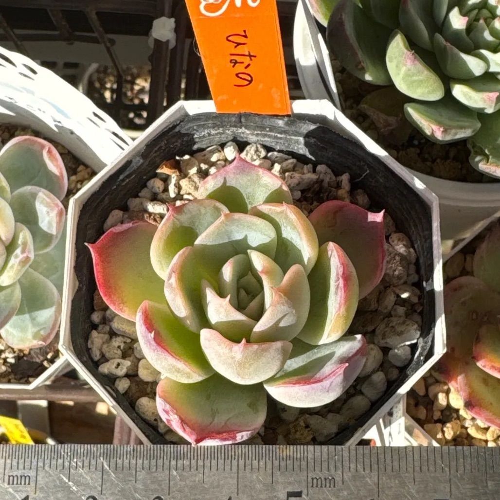 miyaさん苗❣️命名株❣️❣️ひなの❣️❣️札付き❗️多肉植物 抜き