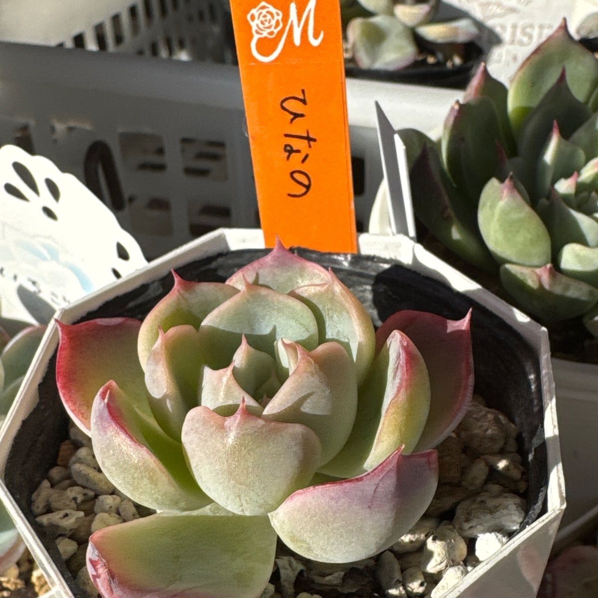 miyaさん苗❣️命名株❣️❣️ひなの❣️❣️札付き❗️多肉植物 抜き