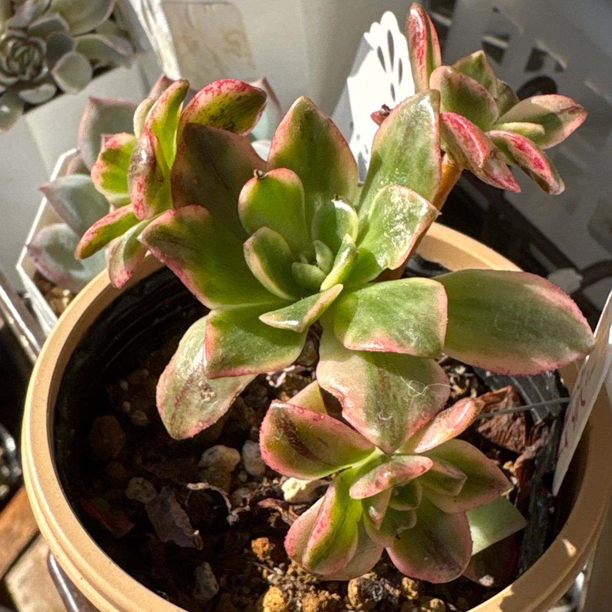 グリーンティー❣️札付き❗️多肉植物 抜き苗 - メルカリ