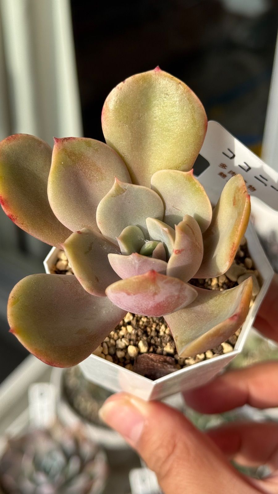 多肉植物 錦玉園 札付き ココニー - メルカリ