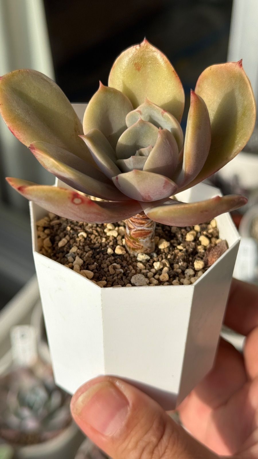 多肉73　バニラココ　札付き　ポットごとメルカリ便 多肉73 バニラココ 札付き ポットごとメルカリ便 COZさん苗2点セット札