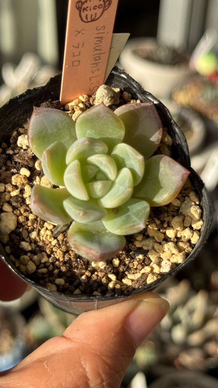 札付き❤️シムランスLS✕チワワエンシス✨ 札付き❤️シムランスLS✕チワワエンシス✨ 札付き❤️シムランスLS