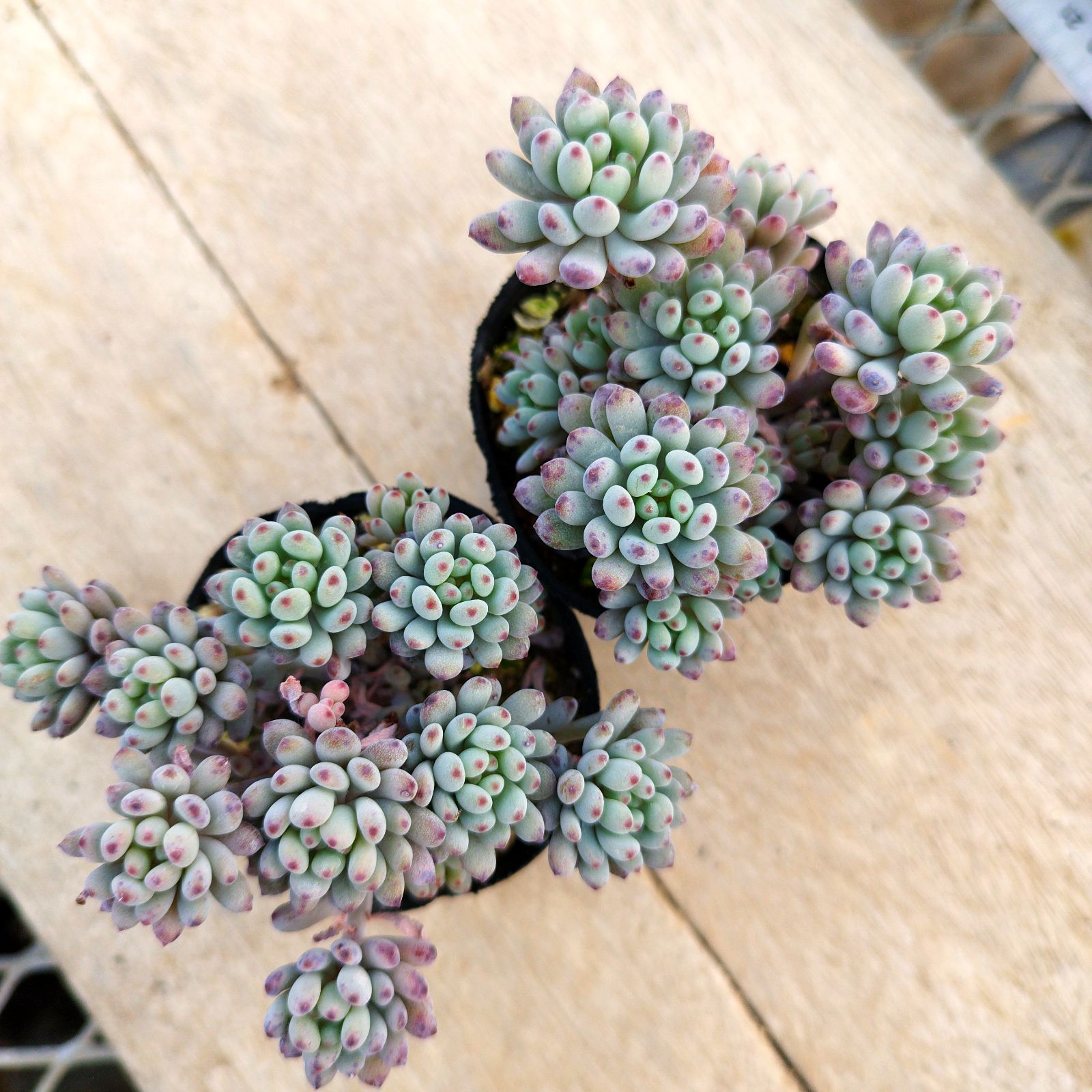 ネコママ様専用 - メルカリ