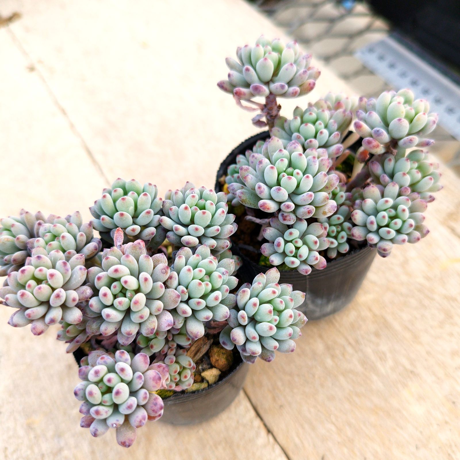 ネコママ様専用 - メルカリ