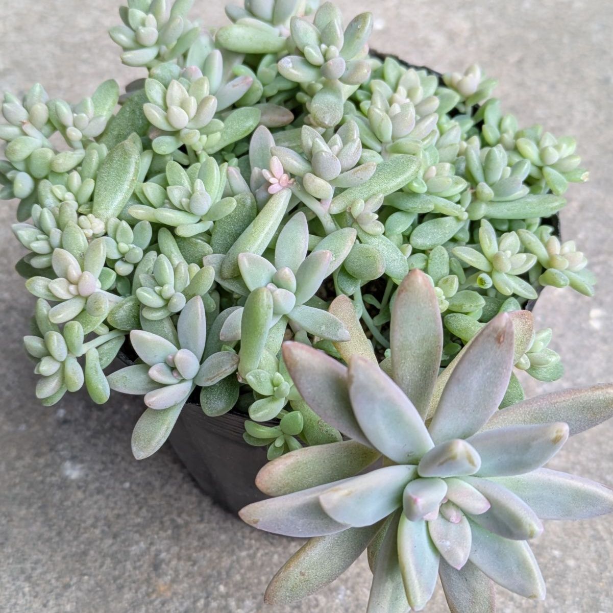 多肉植物 カット苗 秀麗姫秋麗寄せ植えセット 9センチポット - メルカリ