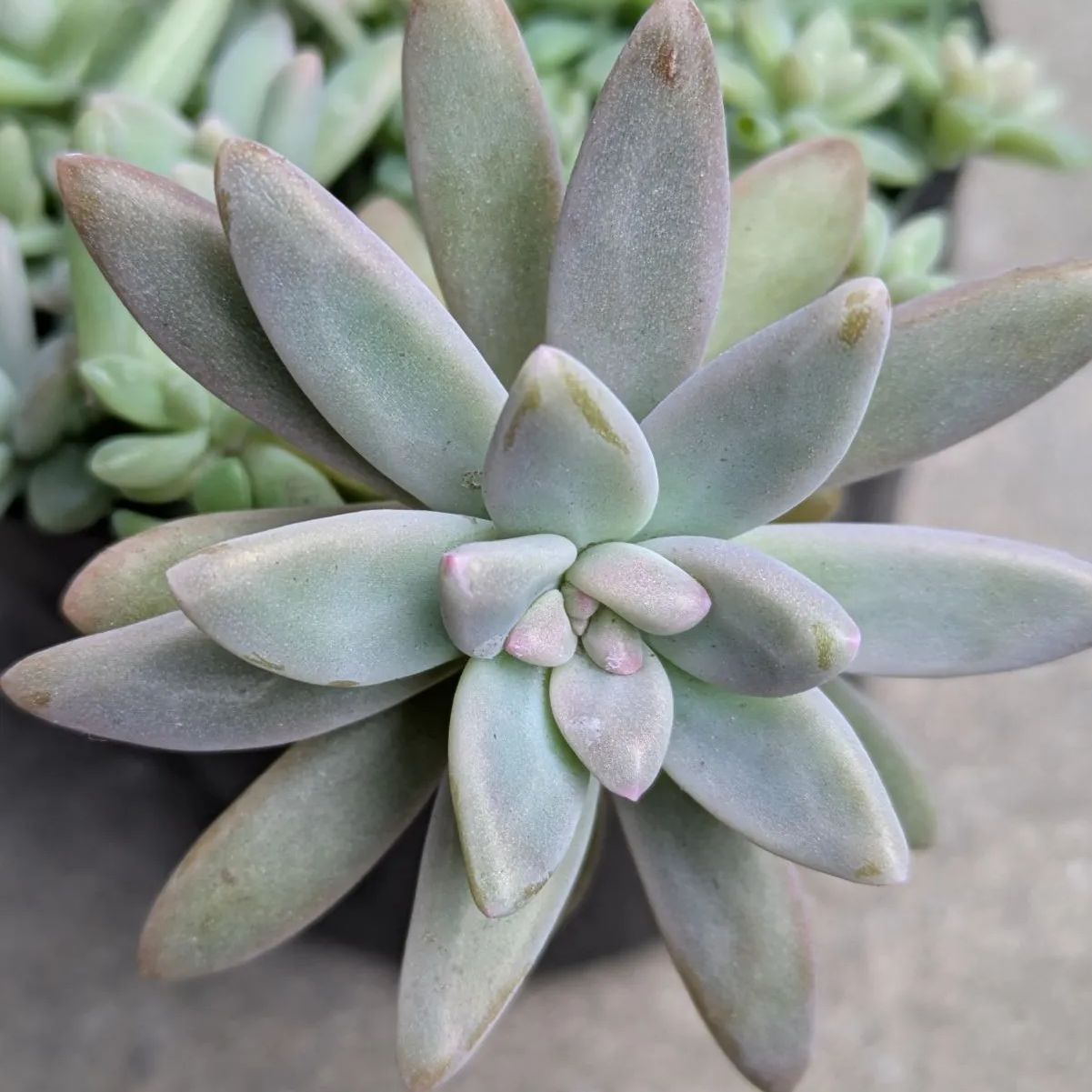 多肉植物 カット苗 秀麗姫秋麗寄せ植えセット 9センチポット - メルカリ