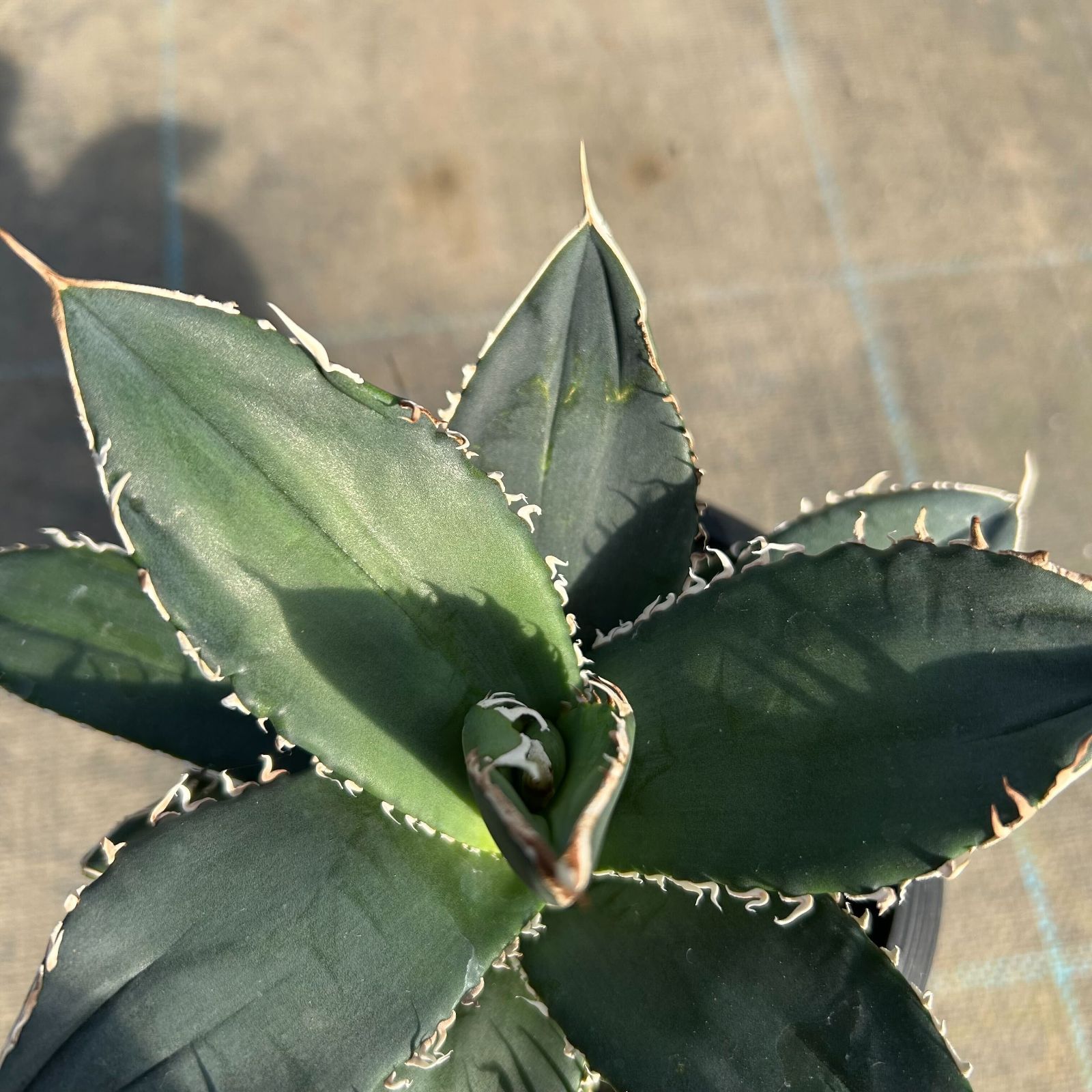 一点物 アガベ チタノタ 立可白/SAD 台湾株（437144） - メルカリ