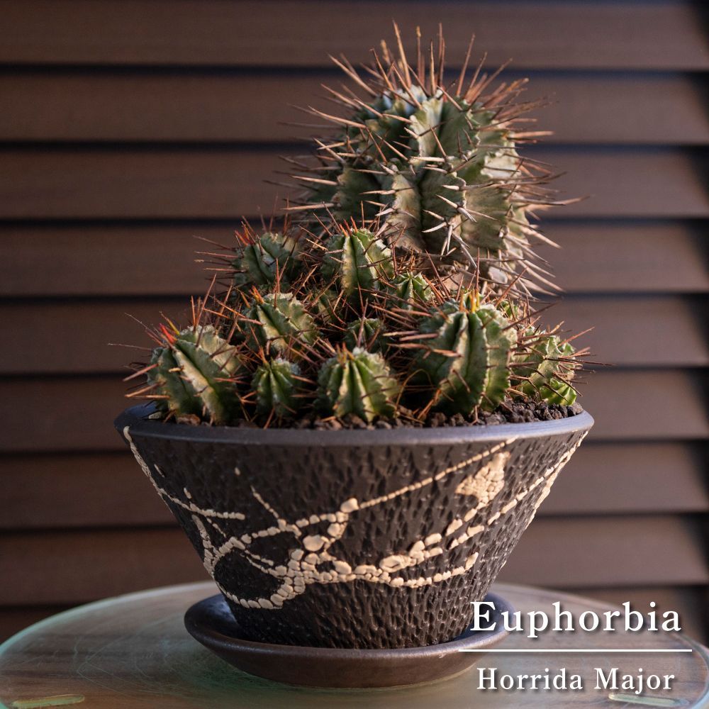 ユーフォルビア ホリダ マジョール Euphorbia Horrida Major 群生株 強棘 1213 BK