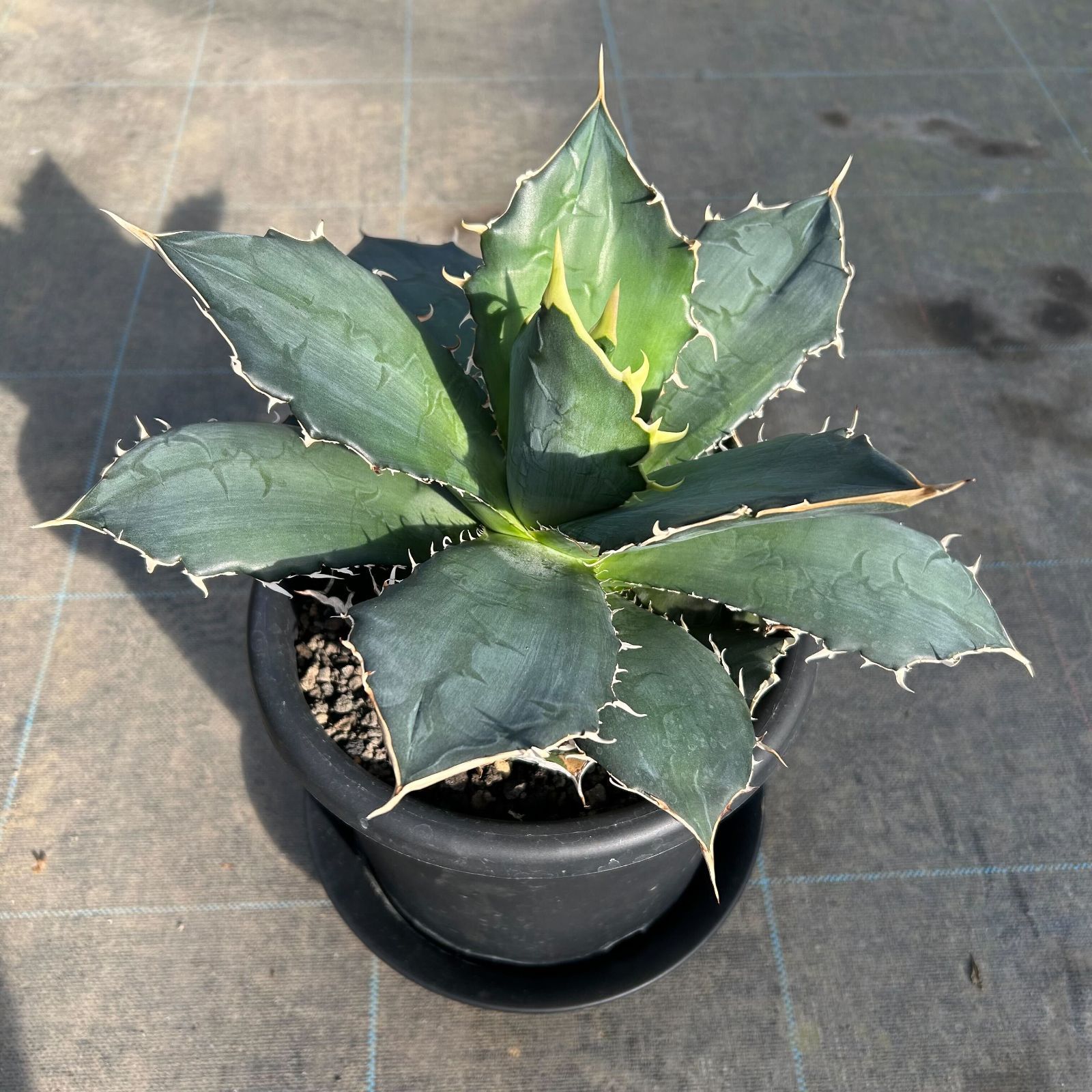 一点物 アガベ チタノタ 白鯨 台湾株 AT-79（438655） - メルカリ