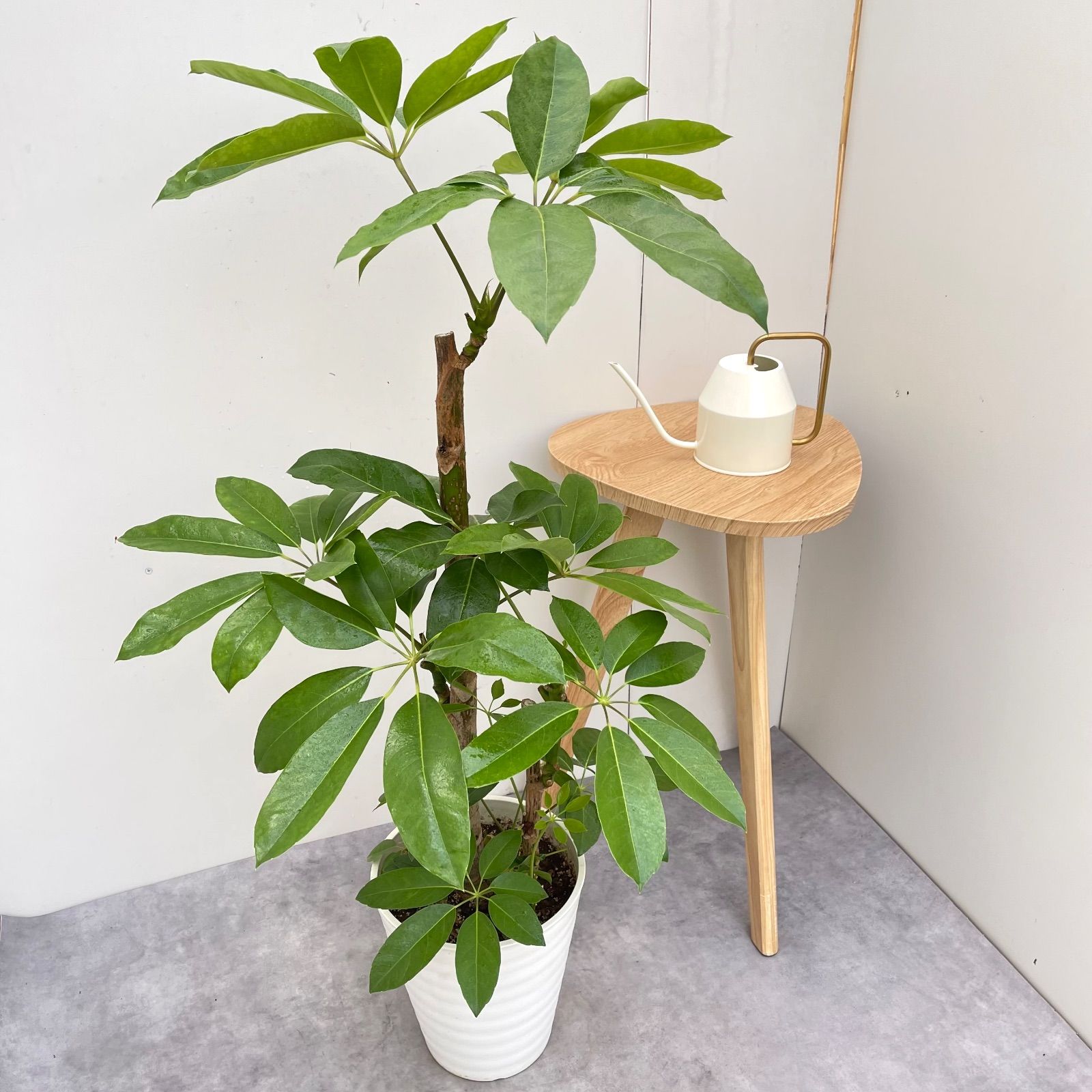ブラッサイア 大型観葉植物 ブラッサイア | FEEL THE GREEN | 姫路の 