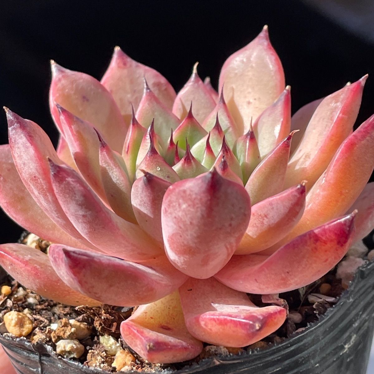 多肉植物❤レア❤ハッピー❤抜き苗 多肉植物❤レア❤ハッピー❤抜き苗 多肉植物❤レア❤ハッピー❤抜き苗