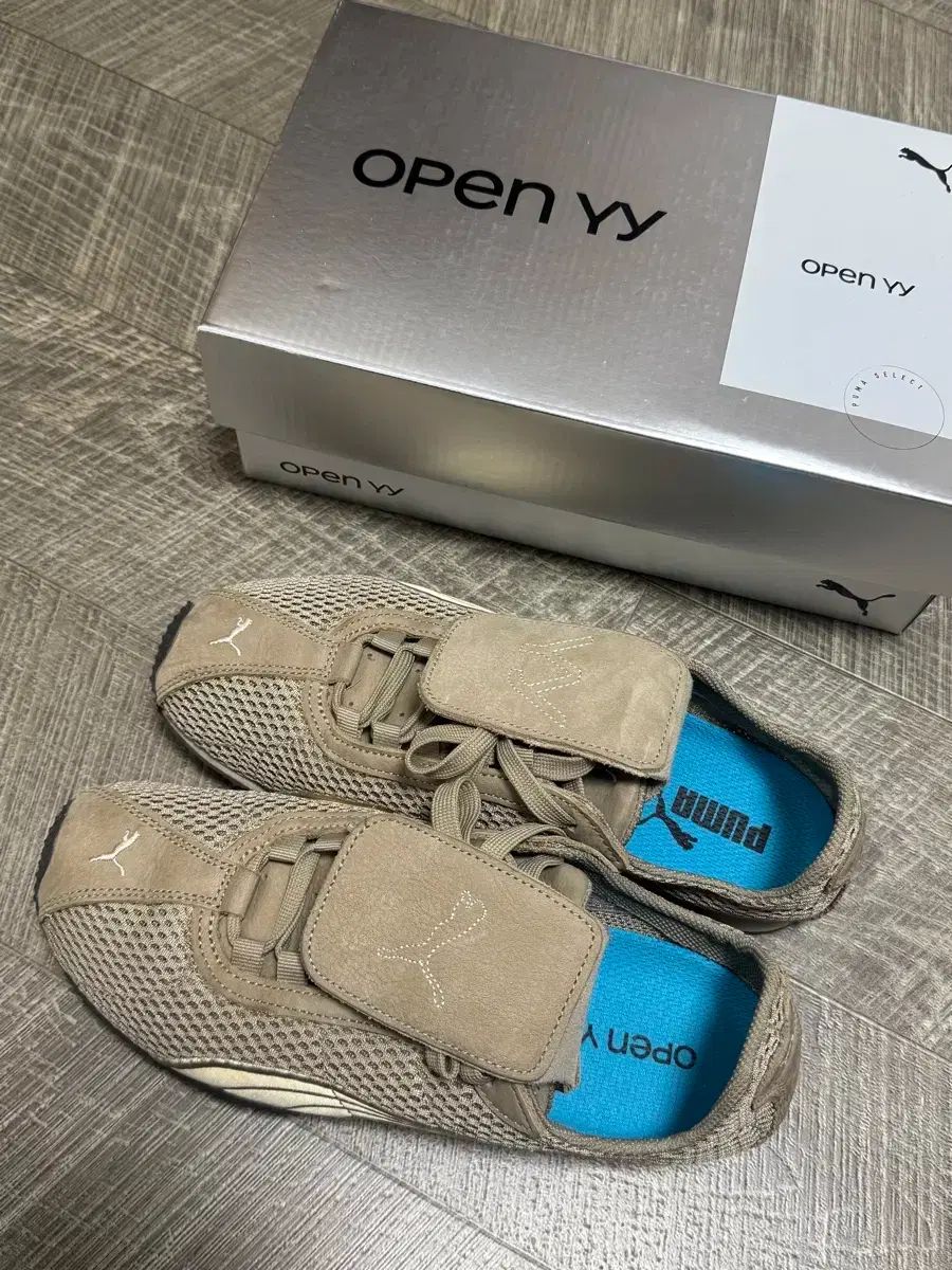 11アロカシア マハラニ ゴールド 黄斑入り