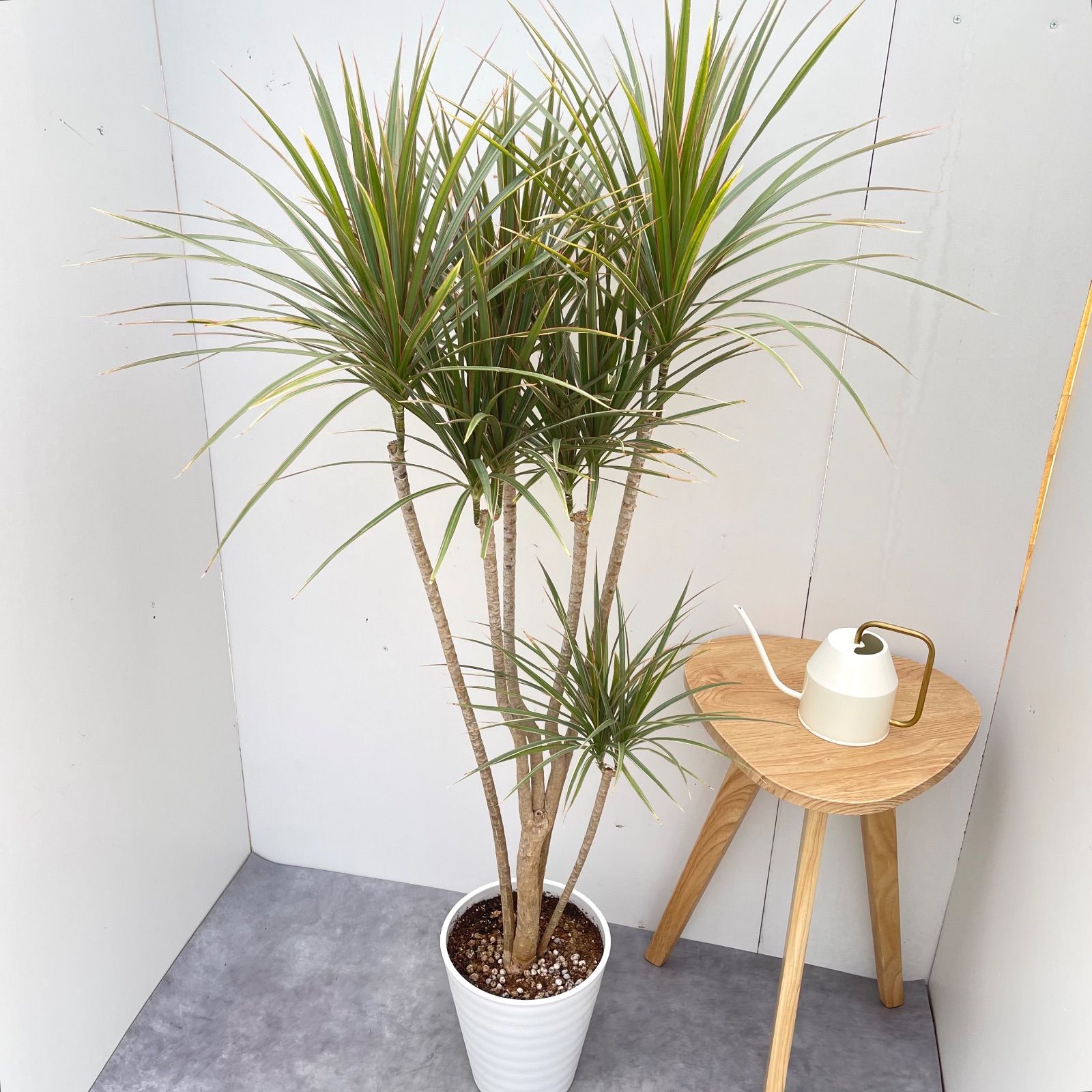 ドラセナ コンシンネ トリカラー 10【現品】観葉植物 室内 大型 - メルカリ