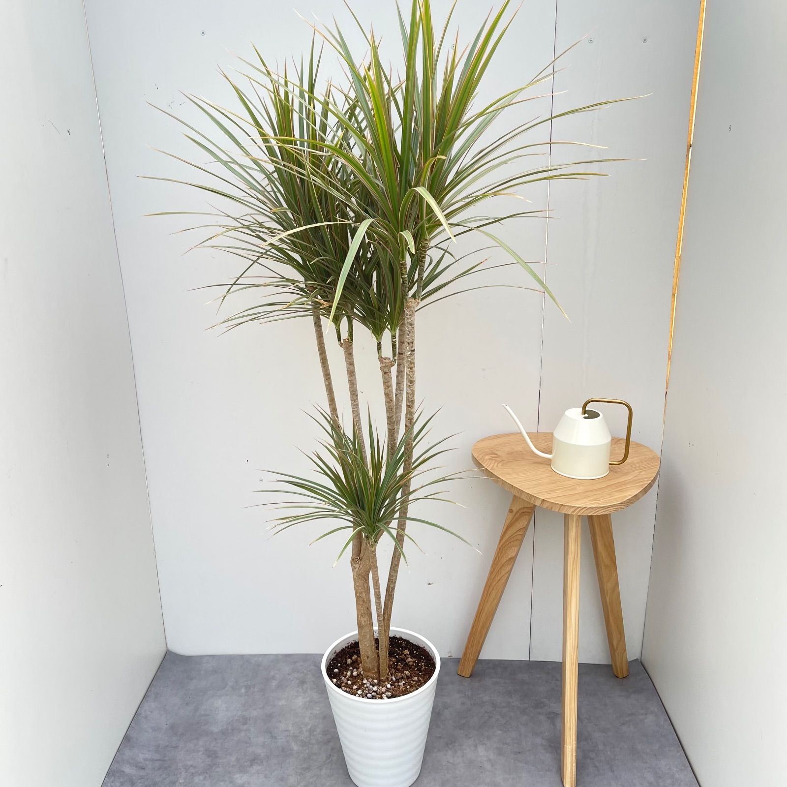 ドラセナ コンシンネ トリカラー 10【現品】観葉植物 室内 大型 【公式