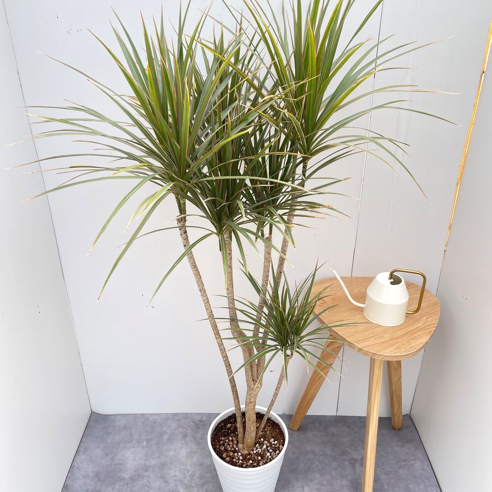 ドラセナ コンシンネ トリカラー 10【現品】観葉植物 室内 大型 - メルカリ