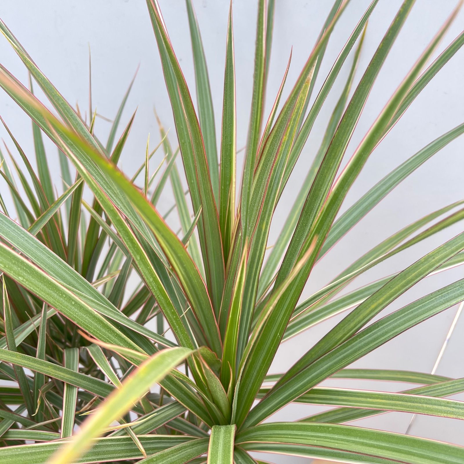 ドラセナ コンシンネ トリカラー 10【現品】観葉植物 室内 大型 【公式