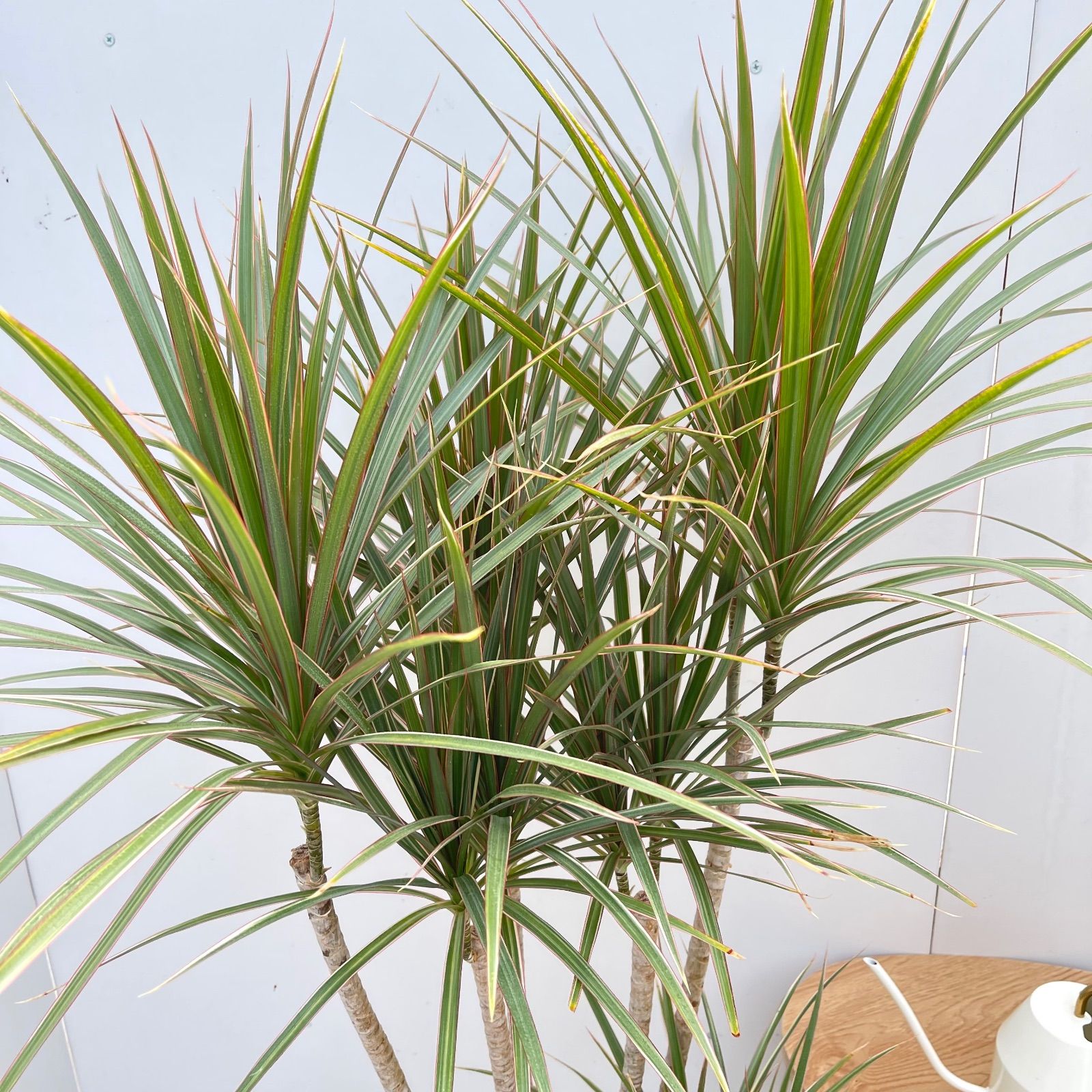 ドラセナ コンシンネ トリカラー 10【現品】観葉植物 室内 大型 - メルカリ