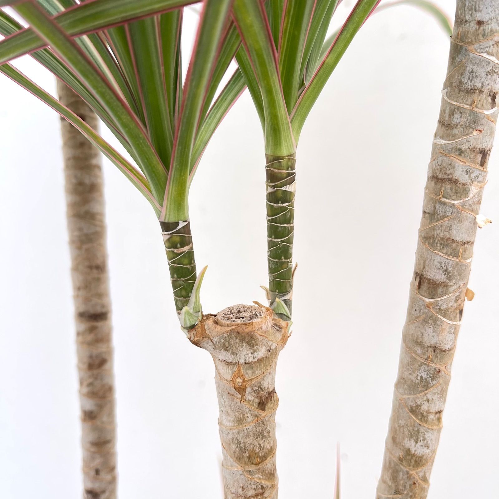 ドラセナ コンシンネ トリカラー 10【現品】観葉植物 ストア 室内 大型