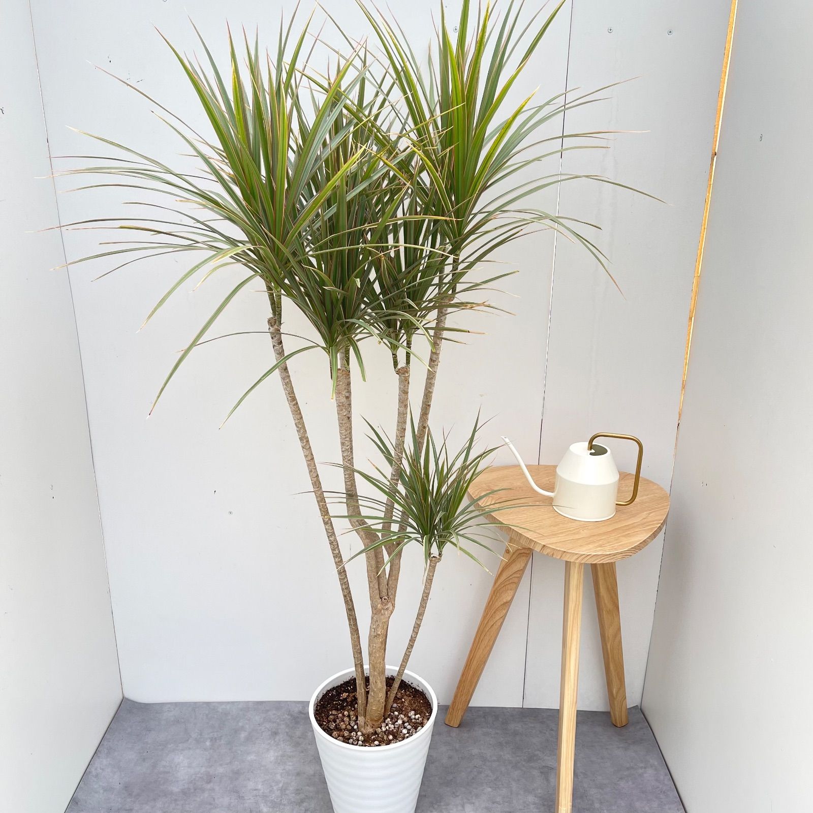 ドラセナ コンシンネ トリカラー 10【現品】観葉植物 室内 大型 - メルカリ