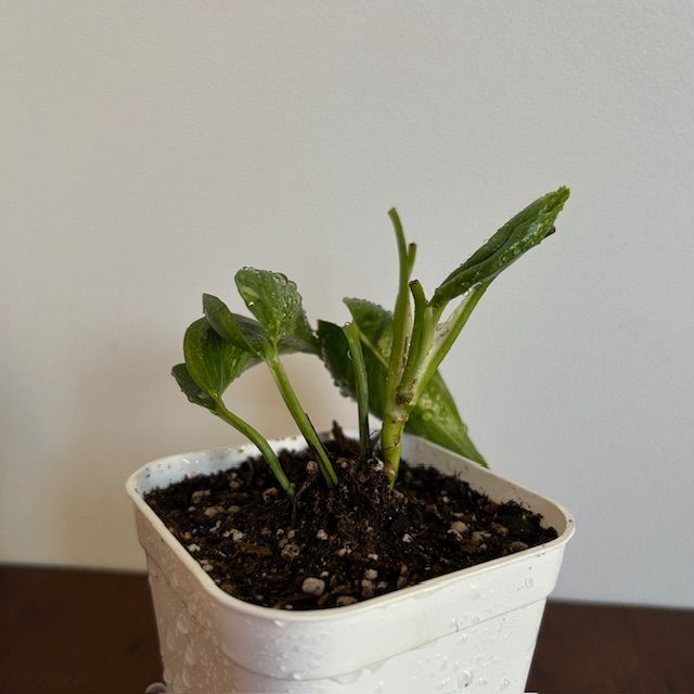 ポトス/テルノ ラブソング】希少 レア ハンギング インテリアプランツ