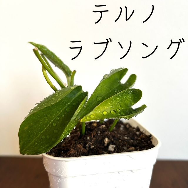 ポトス/テルノ ラブソング】希少 レア ハンギング インテリアプランツ