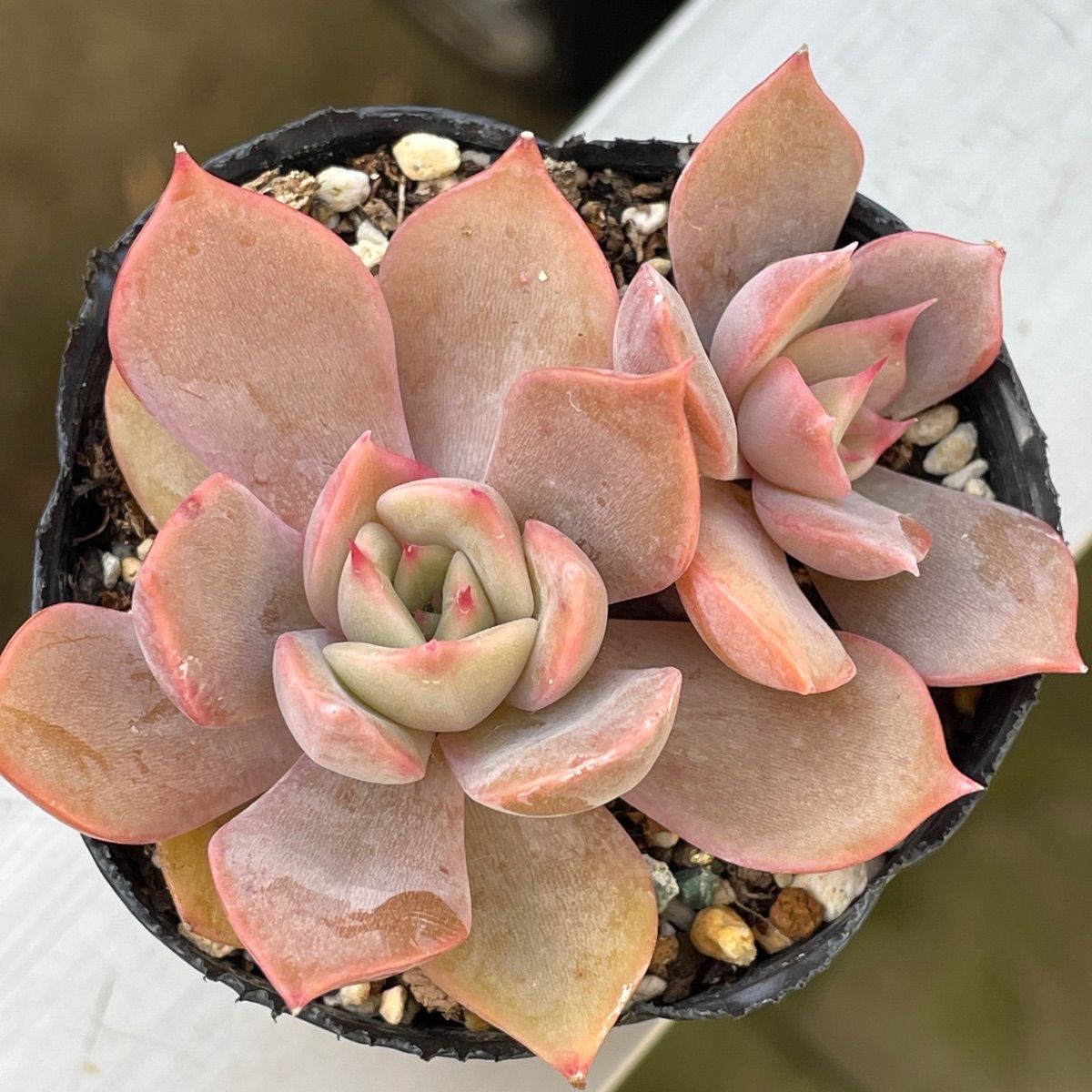 多肉植物♡リラシナ✖️アガボイデス❤︎抜き苗(根付き) - メルカリ