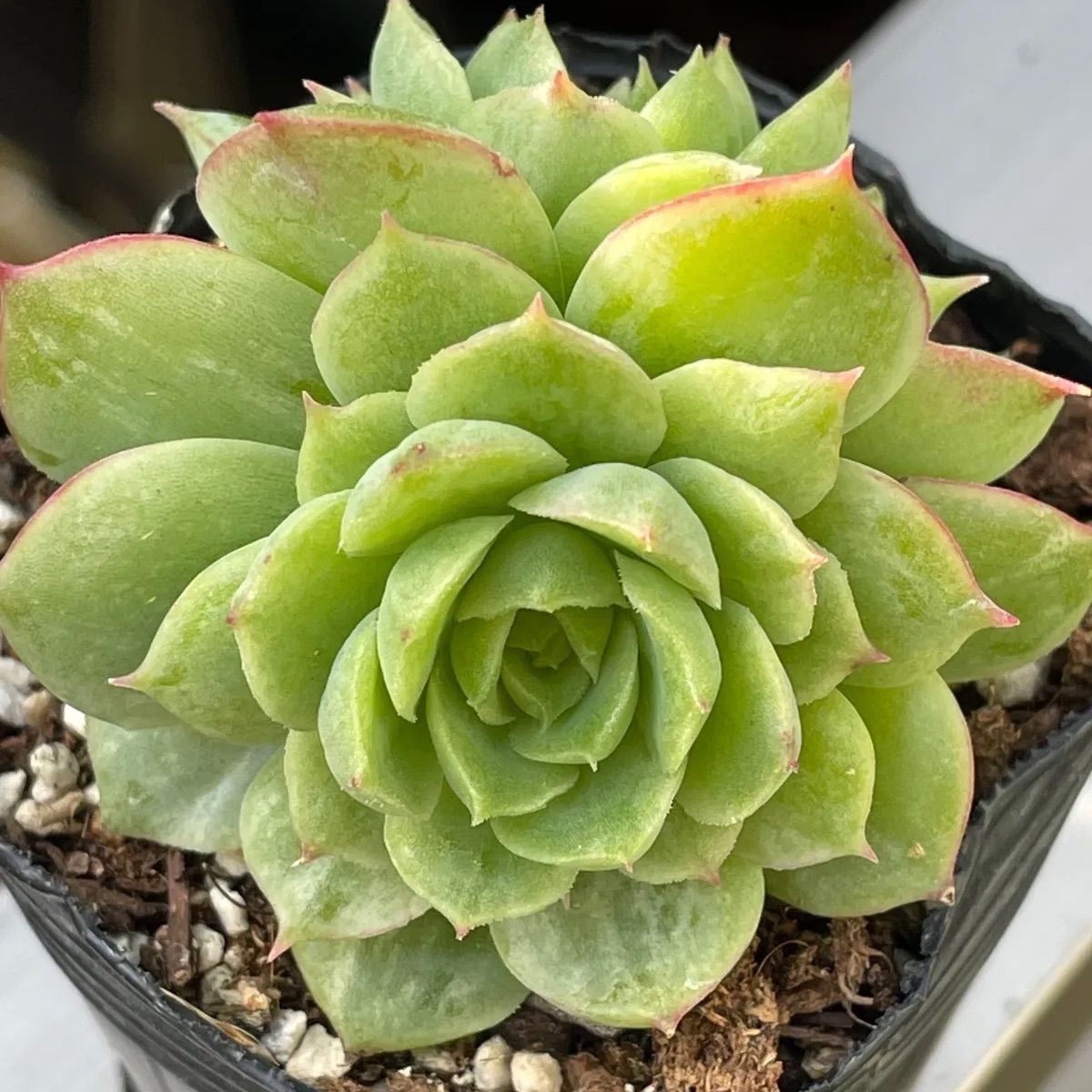 ライムアンドチリ(抜き苗)   多肉植物 多肉植物♡ライムアンドチリ❤︎抜き苗(根付き) - メルカリ