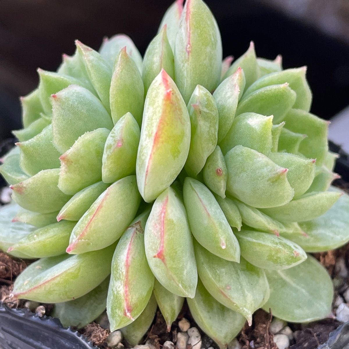 多肉植物♡ライムアンドチリ❤︎抜き苗(根付き) - メルカリ