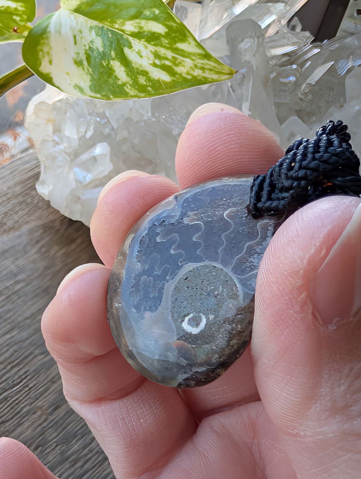 アンモナイト 化石