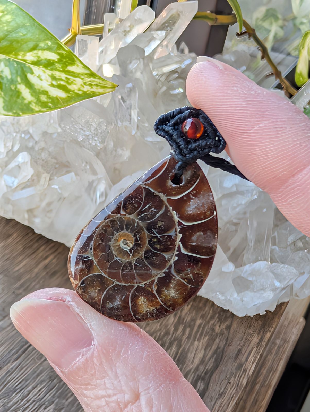 ダークブラウン アンモナイト